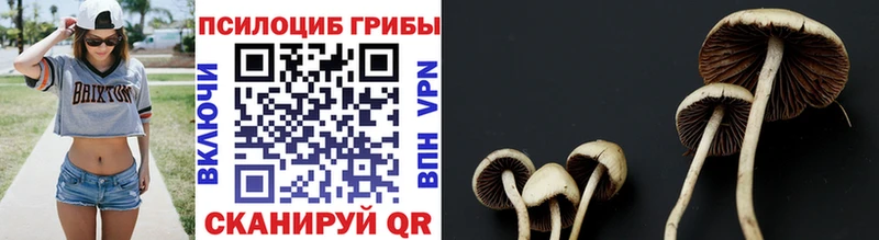 Псилоцибиновые грибы Psilocybe  Удачный 